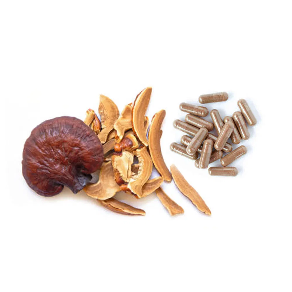 GMP-zertifizierter Großhandel mit gebrochener Muschelwand, Bio-Ganoderma-Lucidum-Sporenkapsel, Reishi-Sporenkapsel, Kräuterergänzung