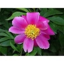 Pflanzenextrakt Paeonia Albifolra Pall Extrakt Axtive Inhaltsstoffe Peaoniflorin Immunregulation